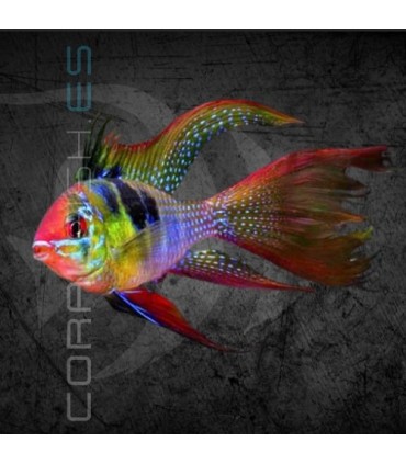 Ramirezi Azul Aleman Velo 3-4 cm | Microgeophagus ramirezi