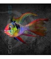 Ramirezi Azul Aleman Velo 3-4 cm | Microgeophagus ramirezi