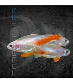 Tetra Neón Albino 1.5-2 cm | Paracheirodon innesi
