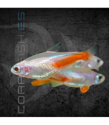 Tetra Neón Albino 1.5-2 cm | Paracheirodon innesi