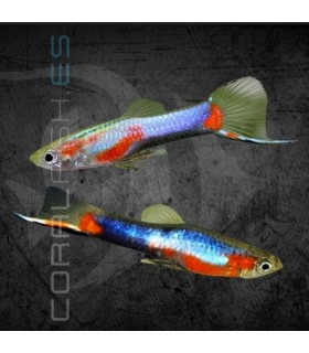 Guppy Endler Blue Red Star Macho | Poecilia wingei
