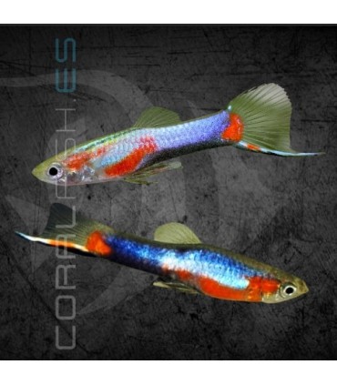 Guppy Endler Blue Red Star Macho | Poecilia wingei