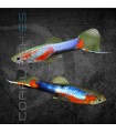 Guppy Endler Blue Red Star Macho | Poecilia wingei