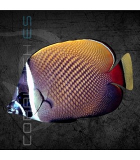 Chaetodon collare XL | Pez Mariposa de Collar