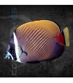 Chaetodon collare XL | Pez Mariposa de Collar