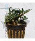 Bucephalandra caterina | Maceta de 5 cm