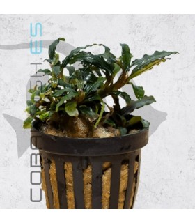 Bucephalandra caterina | Maceta de 5 cm