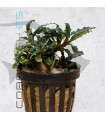 Bucephalandra caterina | Maceta de 5 cm