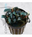 Bucephalandra Biblis | Maceta de 5cm