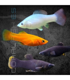 Molly Surtido 4-5 cm | Poecilia sphenops