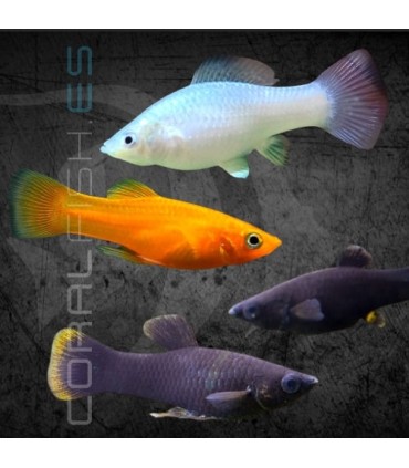 Molly Surtido 4-5 cm | Poecilia sphenops