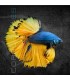 Betta Macho Media Luna Mustard Gass 4-5cm | Betta splendens