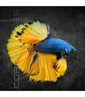 Betta Macho Media Luna Mustard Gass 4-5cm | Betta splendens