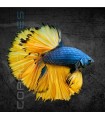 Betta Macho Media Luna Mustard Gass 4-5cm | Betta splendens