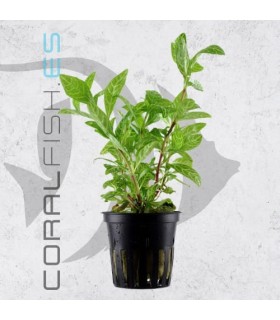 Hygrophila polysperma Rosanervig | Maceta de 5 cm