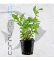 Hygrophila polysperma Rosanervig | Maceta de 5 cm