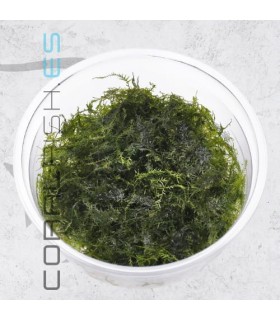 Fissidens fontanus | Phoenix Moss | Tarrina 80cc