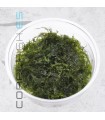 Fissidens fontanus | Phoenix Moss | Tarrina 80cc