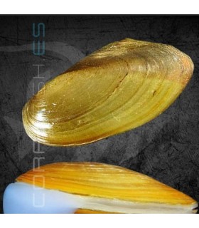 Almeja de Agua Dulce | Pilsbryconcha exilis