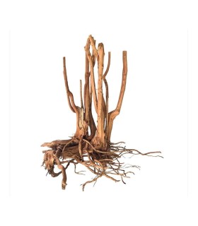 Spikeroot Wood 20-30 cm | Pieza | Riverest