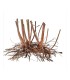 Spikeroot Wood 20-30 cm | Pieza | Riverest