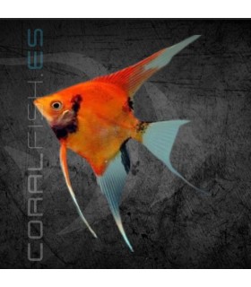 Escalar Red Devil Grado AA 3-4 cm | Pterophyllum scalare