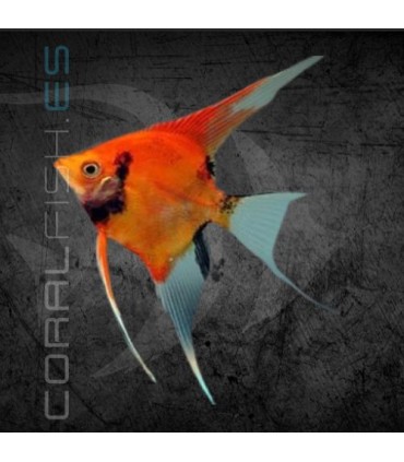 Escalar Red Devil Grado AA 3-4 cm | Pterophyllum scalare