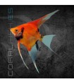 Escalar Red Devil Grado AA 3-4 cm | Pterophyllum scalare