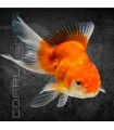 Oranda Grado AA 11-13 cm | Carassius auratus