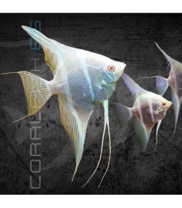 Escalar Río Japura Albino 3-4 cm | Pterophyllum scalare