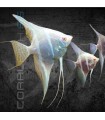 Escalar Río Japura Albino 3-4 cm | Pterophyllum scalare
