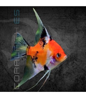 Escalar Red Devil 3-4 cm | Pterophyllum scalare