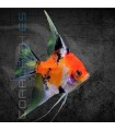 Escalar Red Devil 3-4 cm | Pterophyllum scalare