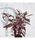 Alternanthera sessilis | Maceta de 5cm