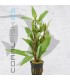 Hygrophila angustifolia | Maceta de 5 cm