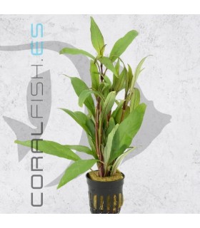Hygrophila angustifolia | Maceta de 5 cm