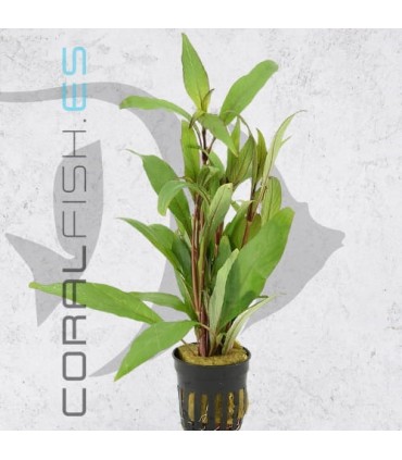 Hygrophila angustifolia | Maceta de 5 cm