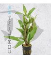 Hygrophila angustifolia | Maceta de 5 cm