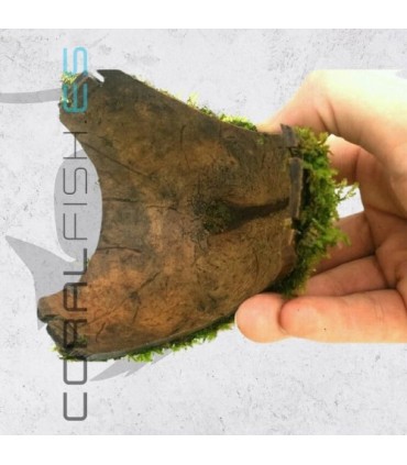 Hygrophila pinnatifida | En Medio Coco con 3 Entradas