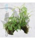 Hygrophila pinnatifida | En Medio Coco con 3 Entradas