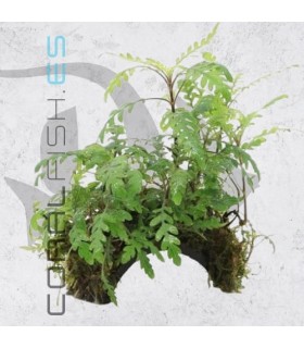 Hygrophila pinnatifida | En Medio Coco con 3 Entradas