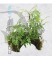 Hygrophila pinnatifida | En Medio Coco con 3 Entradas