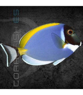 Acanthurus leucosternon M | Pez Cirujano Azul Cielo