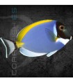 Acanthurus leucosternon M | Pez Cirujano Azul Cielo