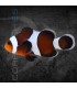 Amphiprion ocellaris Moca M | Pez Payaso