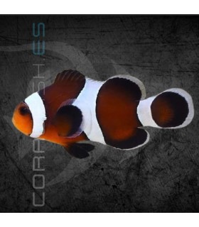 Amphiprion ocellaris Moca M | Pez Payaso