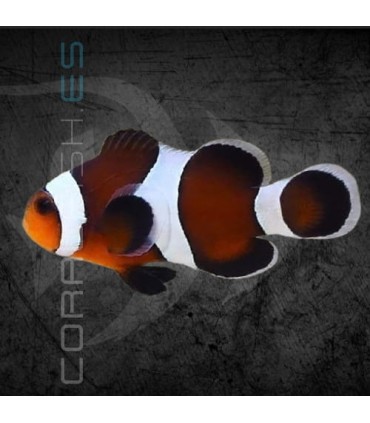 Amphiprion ocellaris Moca M | Pez Payaso