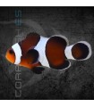 Amphiprion ocellaris Moca M | Pez Payaso