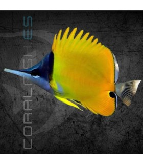 Forcipiger flavissimus S | Pez Mariposa Amarillo de Naríz Larga