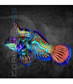 Synchiropus splendidus M | Gobio Mandarín